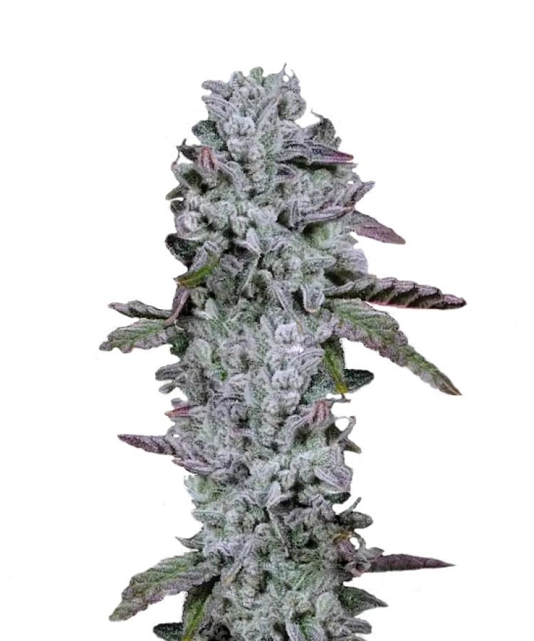 V45H6.webp