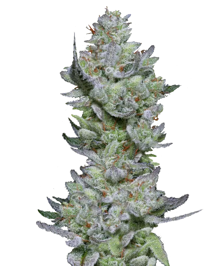 V4mnk.webp
